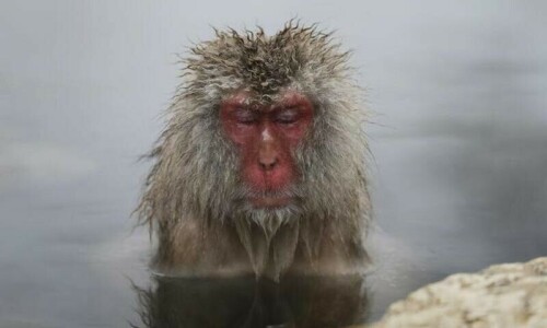 Wild monkeys injure 58 in Japanese city