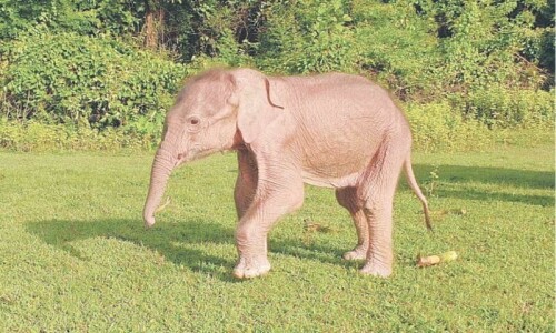 Rare white elephant born in Myanmar