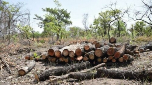 Tree murders land Nawabshah men in jail for one year