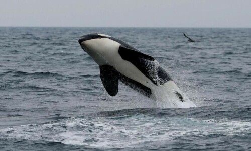World&rsquo;s wildlife more at risk than realised, study says