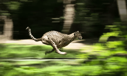 India welcomes back cheetahs, 70 years after local extinction
