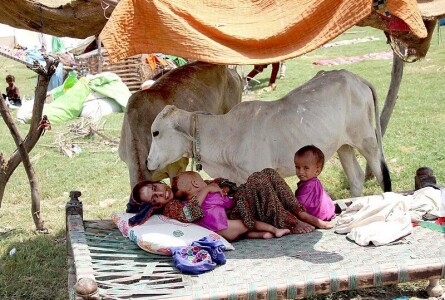 PTI should go back to the assemblies given flood crisis: SC