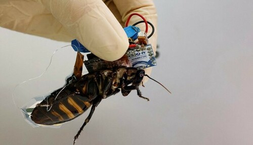 Meet Japan&rsquo;s cyborg cockroach, coming to disaster area near you