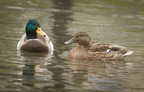 Migratory birds captured to be sold as delicacy in Badin