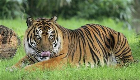 Tiger blamed for 13 deaths caught in India
