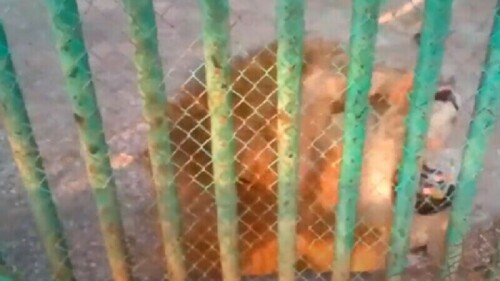 Lion found dead in cage at Bahawalpur zoo