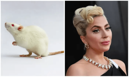 Born this way: rats move to beat of Lady Gaga, study says