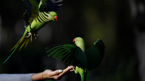 How can I find a talking green parrot who has flown off in Karachi?