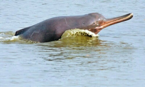 Man who killed Indus dolphin gets five-year jail term