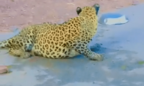 Injured leopard ventures onto road in Balakot