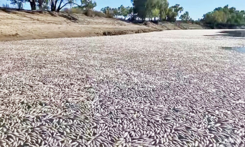 Australia begins mass fish death clean-up
