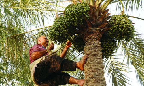 Why are Iranian date prices rising in Pakistan this Ramazan