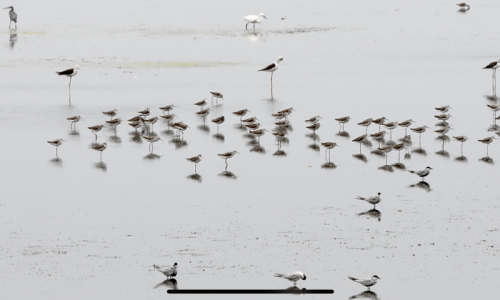As Pakistanis leave, endangered birds decide to move to Karachi