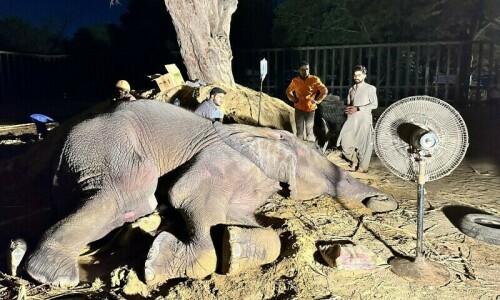 KMC forms committee to care for ailing elephant Noor Jehan