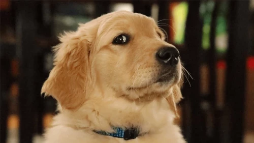 The Supreme Court thing explained as if to a golden retriever