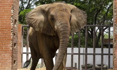 After Noor Jehan, elephant Madhubala diagnosed with blood parasite