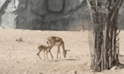 Joy at Karachi Zoo as Blackbuck gives birth to 3 healthy cubs