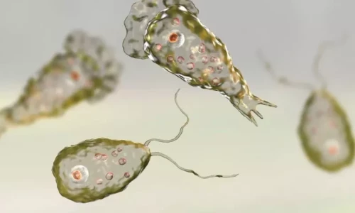 Experts warn public to avoid swimming pools amid rising Naegleria cases