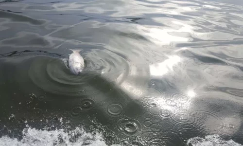 Fishy deaths: Poisonous chemicals kill thousands of fish in Rawal Dam