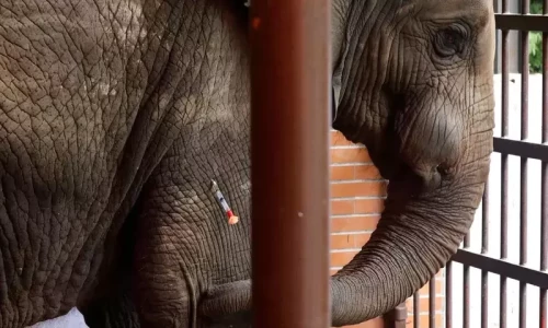Medical reports of Karachi Zoo&rsquo;s Madhubala raise eyebrows