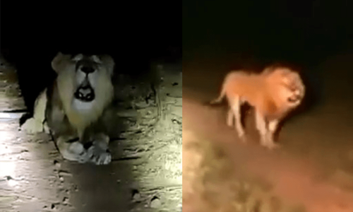Fear spreads after lion emerges in Gadap