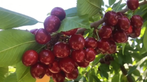Loss of great cherries due to bad roads in Gilgit