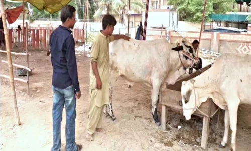 How much you should pay the butcher for processing sacrificial animal