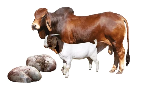 Insider view: Karachi could earn Rs4.8 billion by selling offal