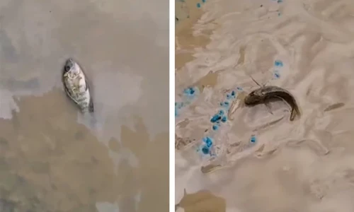 Fish appear on Lahore roads after heavy rainfall