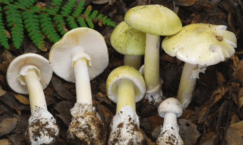 Mysterious mushrooms kill 3 in Austraila