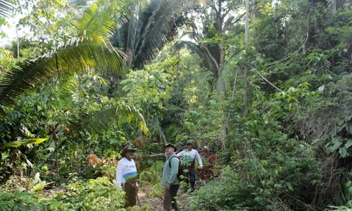 Tropical forest faces massive leaf damage amid climate change, says study