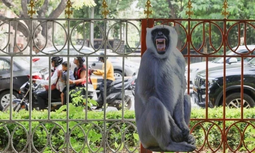 Monkey business: Delhi gets cutouts of langurs to ease menace during G20