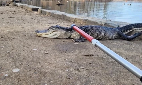 Authorities scramble after over 70 crocodiles escape lake