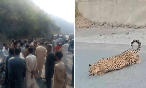 Wounded leopard cub found on Muzaffarabad road