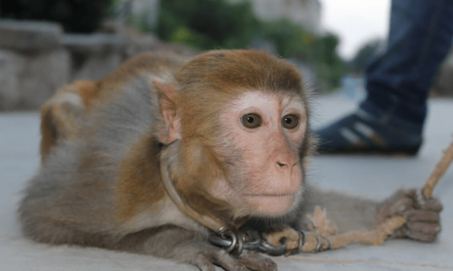 Pandemonium in Jhelum after circus monkeys escape
