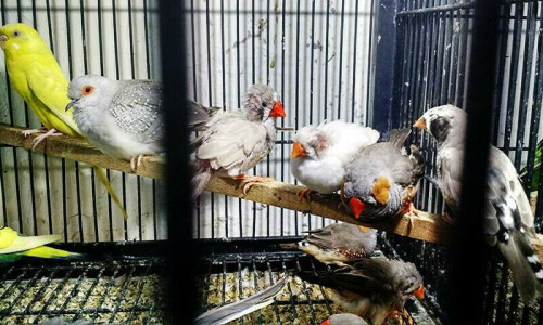 First FIR registered under animal act 1890 in Lahore