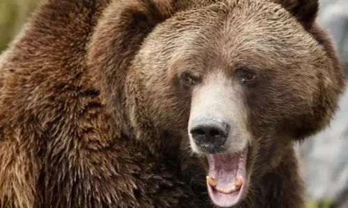Man in Azad Kashmir killed in bear attack
