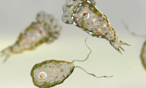 Brain eating amoeba claims another life in Karachi