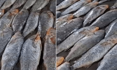 Karachi fisherman makes fortunes with rare fish
