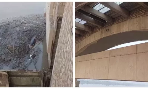 Rare Indus River blind dolphin dies at Sukkur Barrage