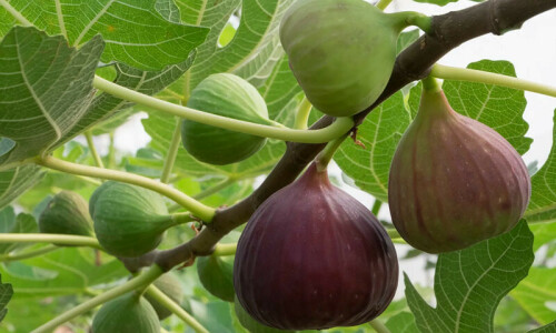 Eat Figs if you want to control your diabetes