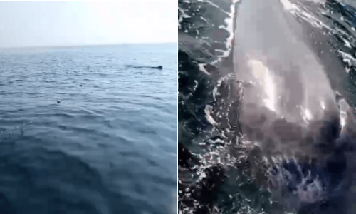 Fisherman sets free rare &lsquo;sperm whale&rsquo;