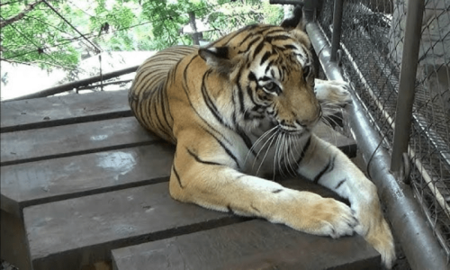 Body found in tiger&rsquo;s den in Bahawalpur zoo