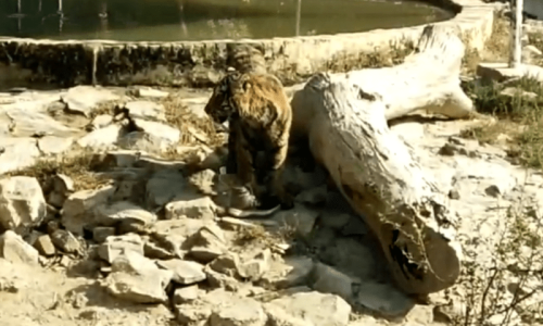 Police identify man found dead in Bahawalpur tiger&rsquo;s den