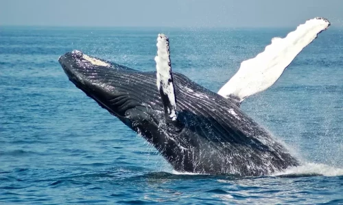 Scientists claim to talk to whales for 20 minutes