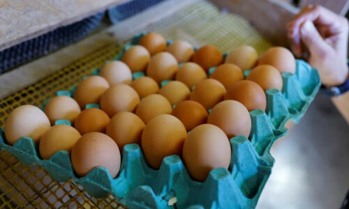Eggs price soars in Peshawar