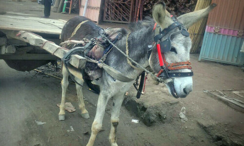 PPP leader reaches DC Office on donkey cart to file nomination papers