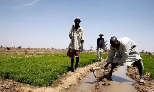 Rice farming in parts of Africa releasing high amount of methane: research