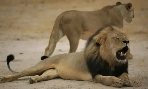 Hindu nationalists move court in India against &lsquo;Akbar the lion&rsquo;, &lsquo;Sita the lioness&rsquo;