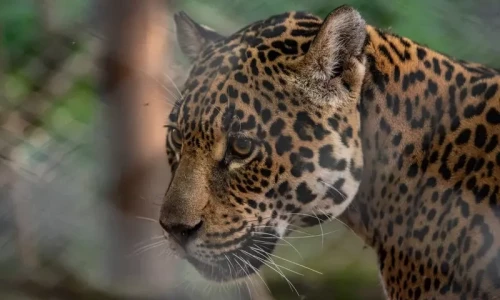 Leopard dies after found hanging from tree in AJK&rsquo;s Haryala area